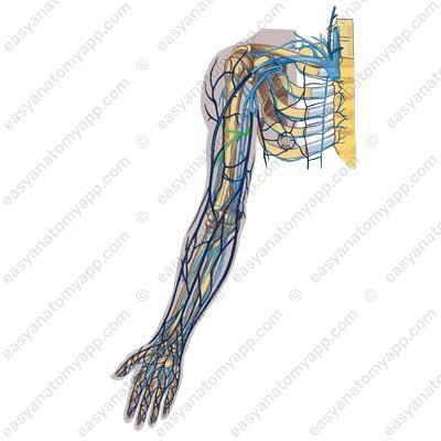 Вена, сопровождающая глубокую артерию плеча (v. comitans arteriae profundae brachii)